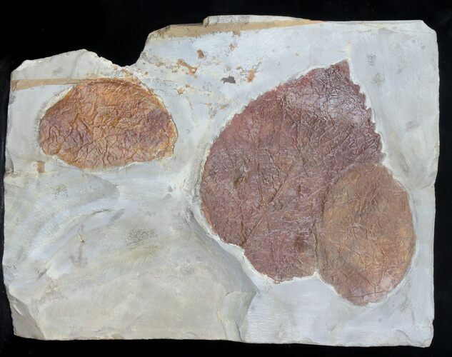 Three Fossil Leafs (Davidia, Zizyphoides) - Montana #37197